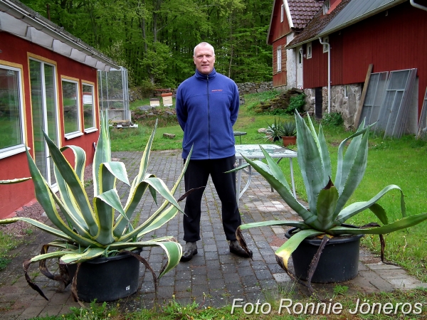 agave amerikana